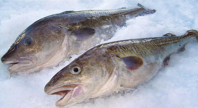 Атлантическая треска: Великобритания и Исландия воевали за эту рыбу 24 года! Что в ней такого ценного?