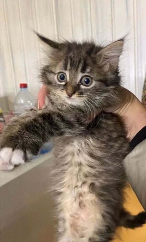 Котовторник