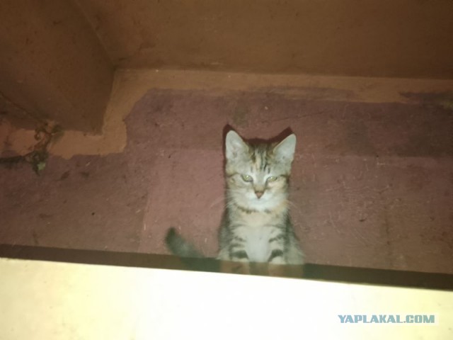 Жизнь домашнего приюта для котеек 480
