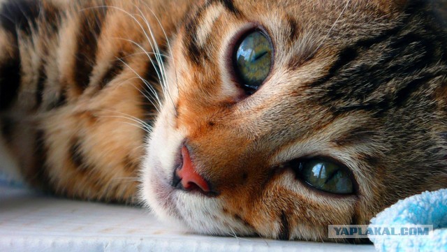 О бенгальских котах на наглядном примере