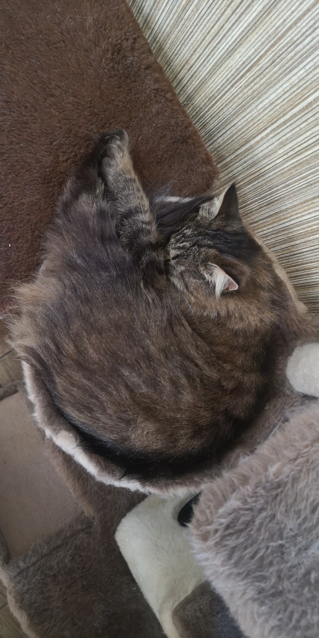 Спящий кот