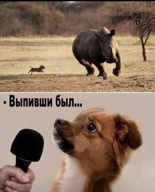 Сань, это они на тебя быкуют?