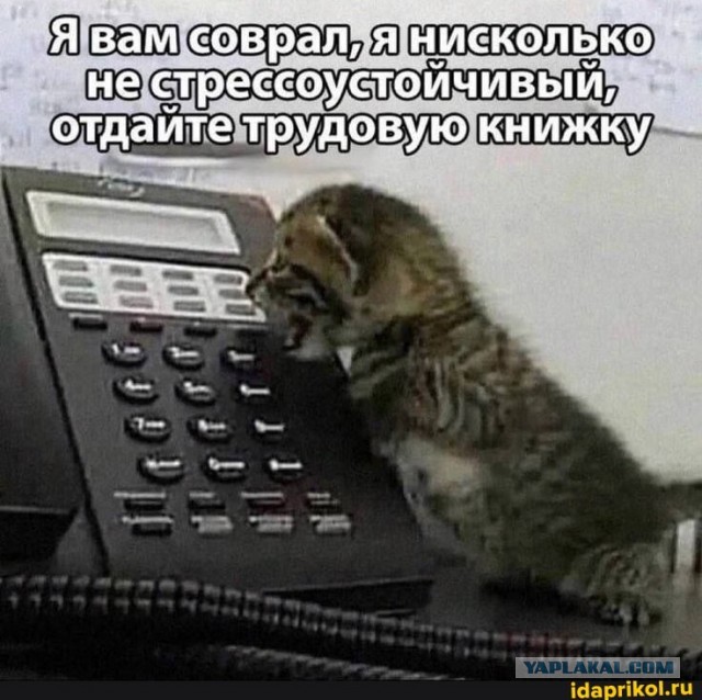 Веселое настроение в картинках (03.08.2025)