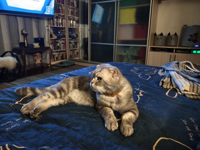 Мой кот
