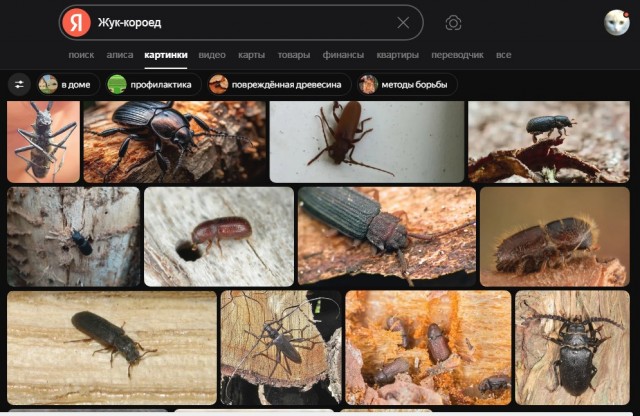 В Латвии задержали корееведа Андрея Ланькова