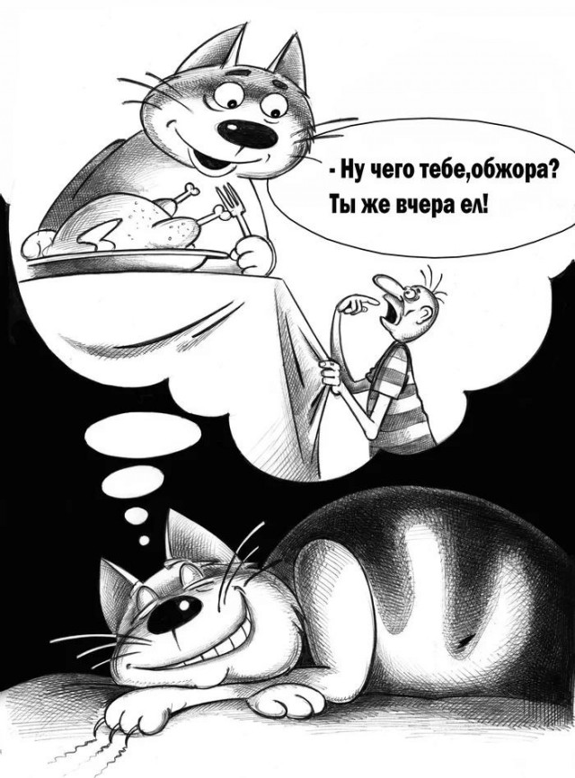 Кот