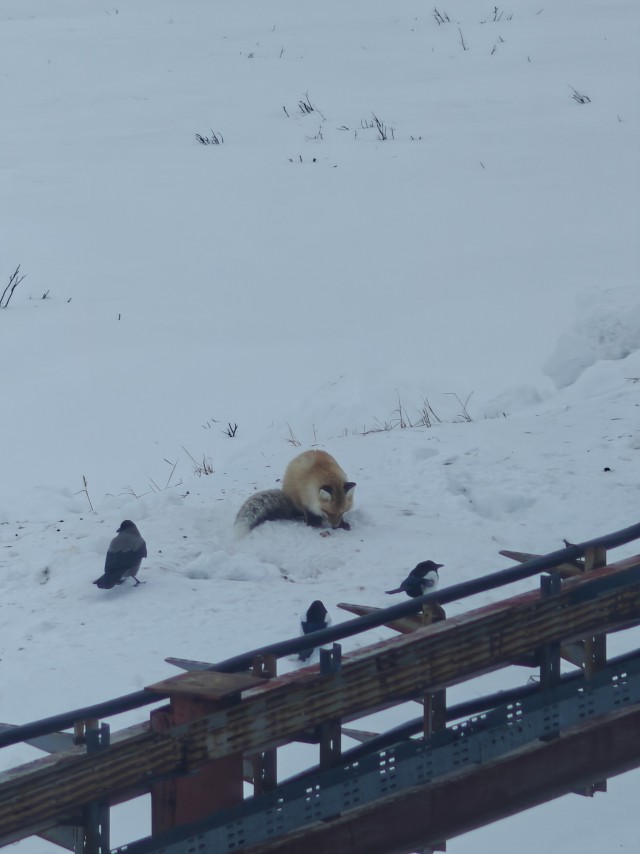 Вороне где‑то бог послал кусочек...