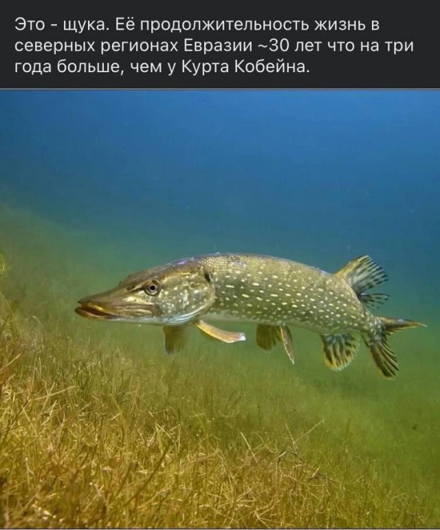 Потная гамсахурдия №6 (Картинки)