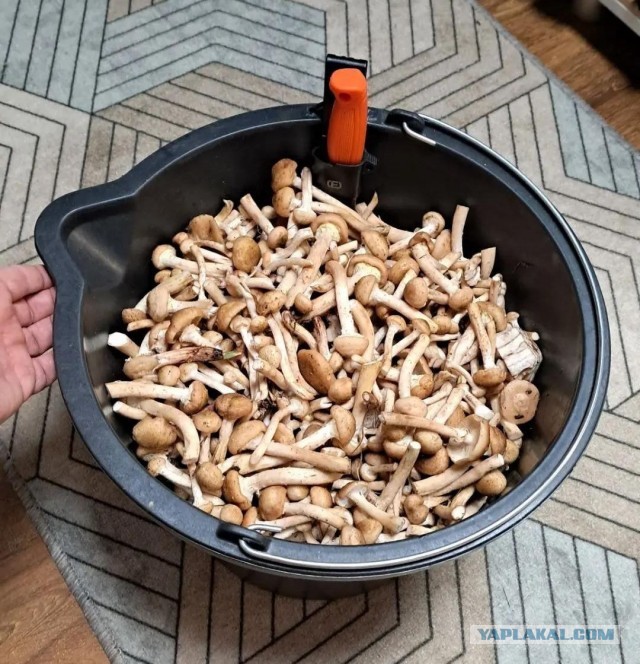 Как растут опята