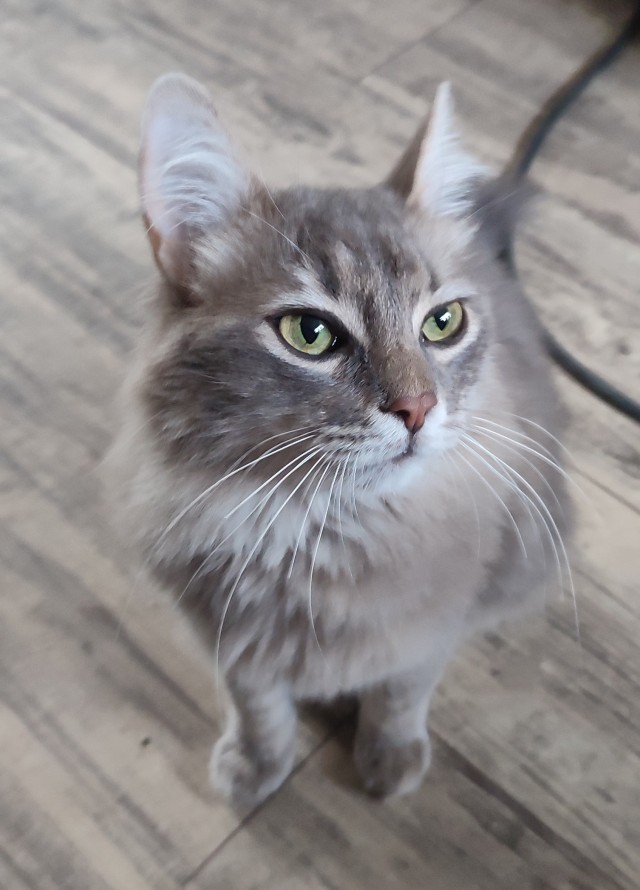 Котовторник.