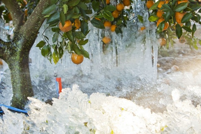 Флорида - апельсины во льду