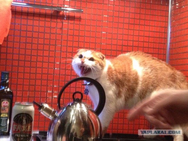 Котовторник 26.11.2013