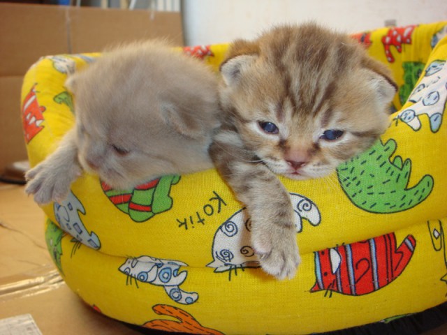 Котовторник 15.07.2014.