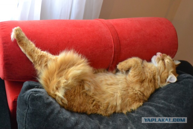 Котовторник 22.07.14