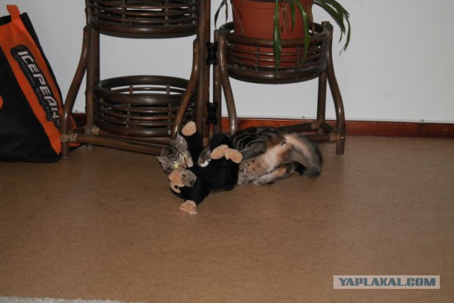 Котовторник 11.11.2014