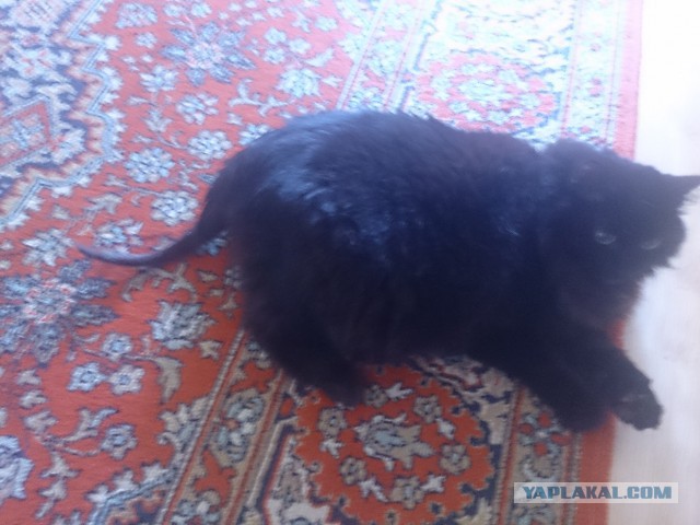Котовторник