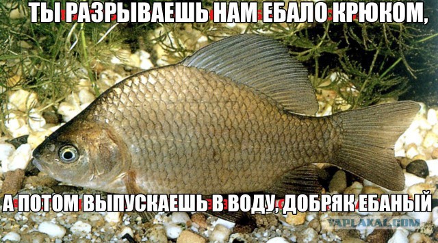 А я как дурак карасиков на фидер ловлю :(