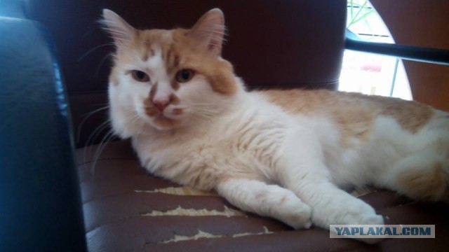 Котовторник 07 04 2015