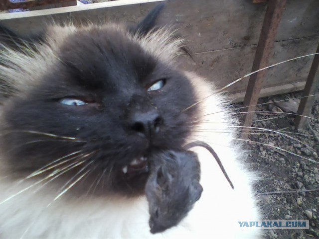 Уездные коты и кошки