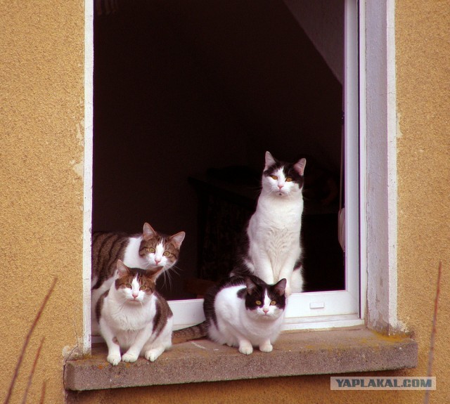 Котовторник 12.03.13