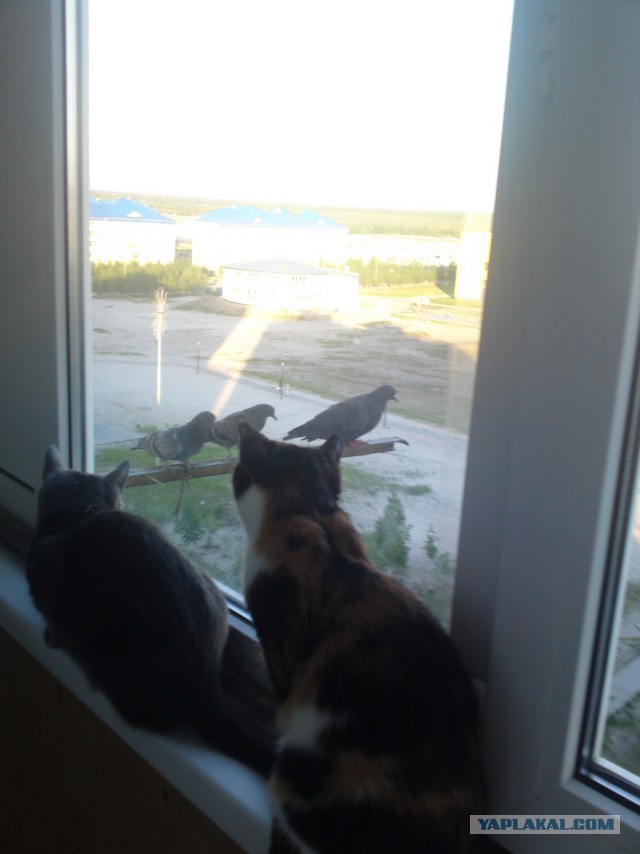 Котовторник 09.06.2015