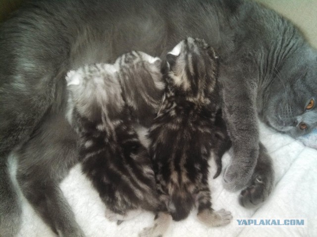Котовторник 7.07.2015