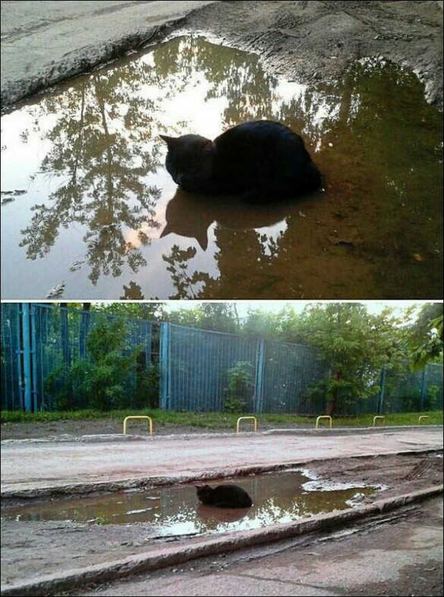 Картинки и гифки.