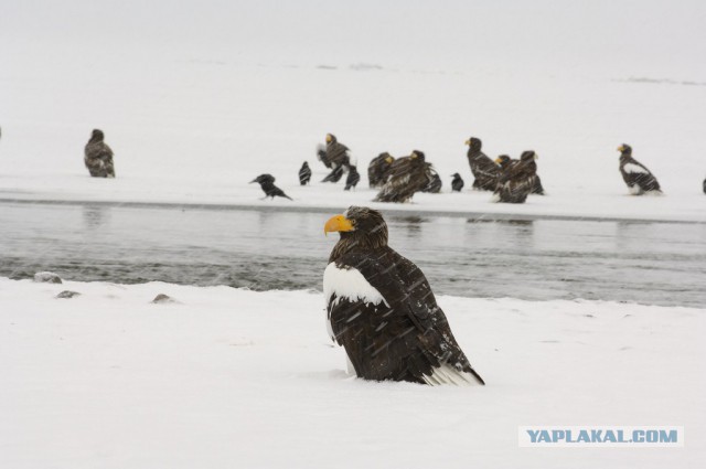 Медведи Камчатки