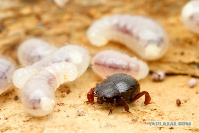 Муравьиное братство: пьяные оргии, «Поза чемоданчика» и «Не пади врагу»