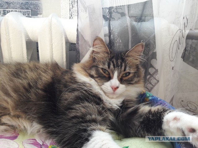 Минутка доброты на ЯПе