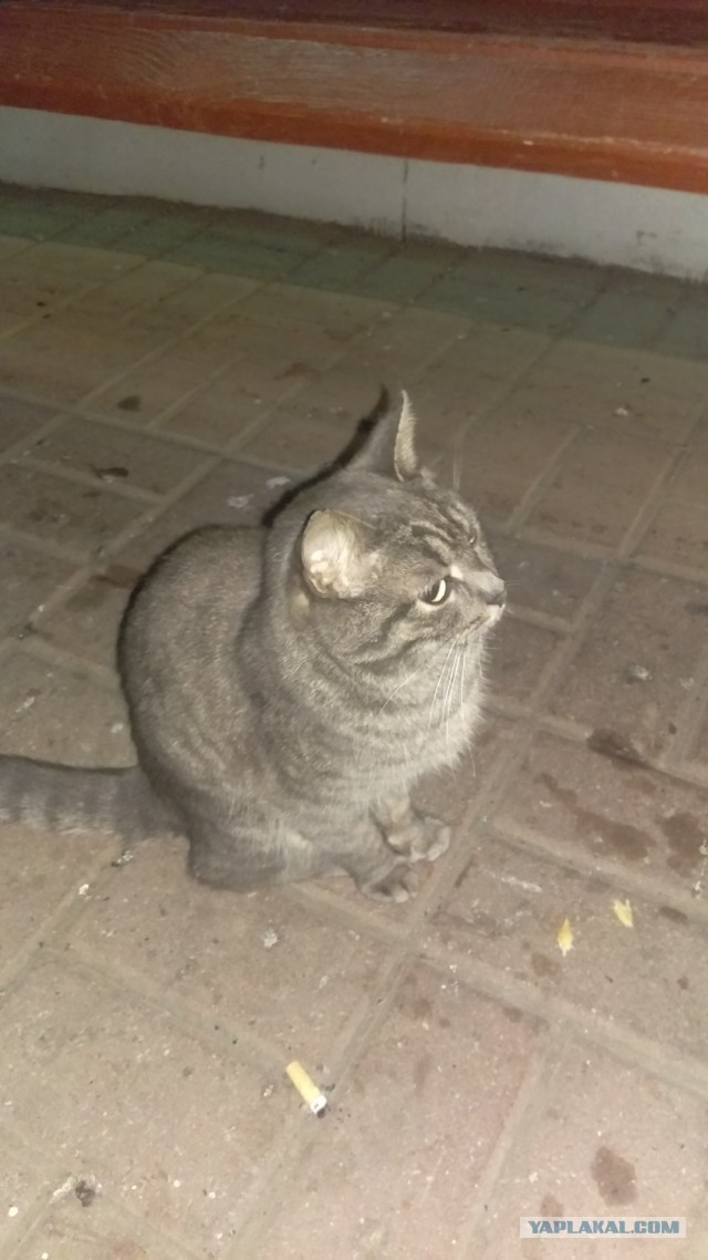 Котовторник 19.07.2016