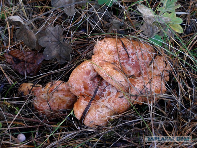 Вятские рыжики