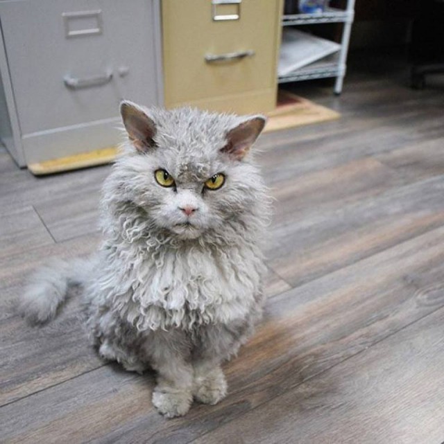 Коты из сети