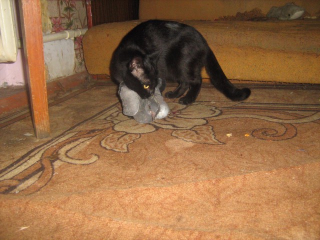 Коты из сети