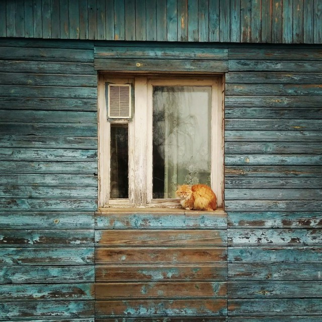 Коты и Кошки