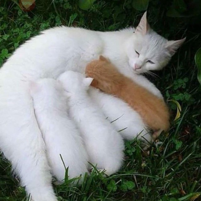 Коты и Кошки