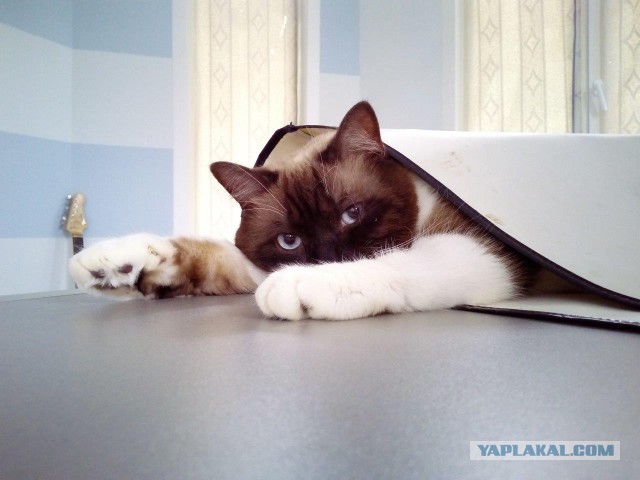Котовторник  19.12.2017