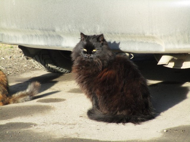 Коты и Кошки