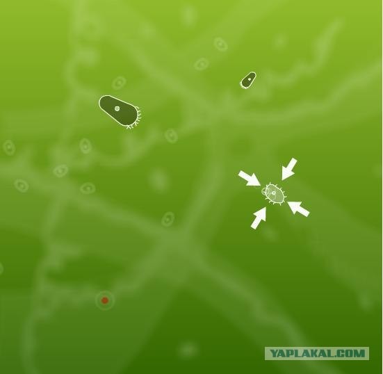 Microbe Kombat