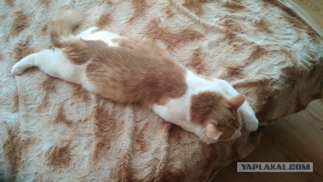 Котовторник  23.01.2018