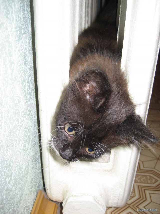 Котовторник на ЯПлакалъ (15.07.2008)