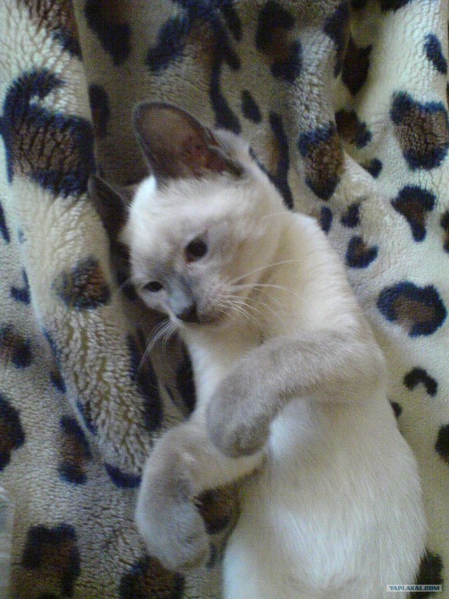 Котовторник на ЯПлакалъ