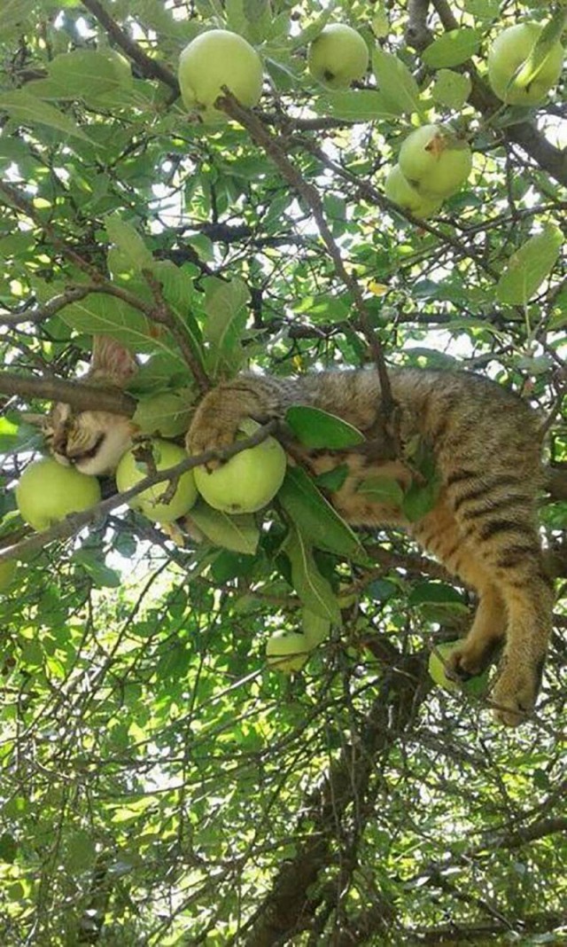 Прикольных котов пост