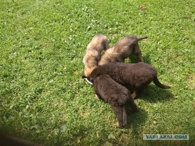 Жизнь домашнего приюта для котеек 232