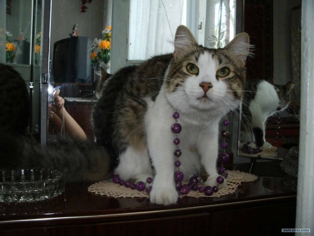 Котовторник на 1-е июня