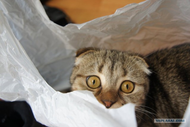 Котовторник!