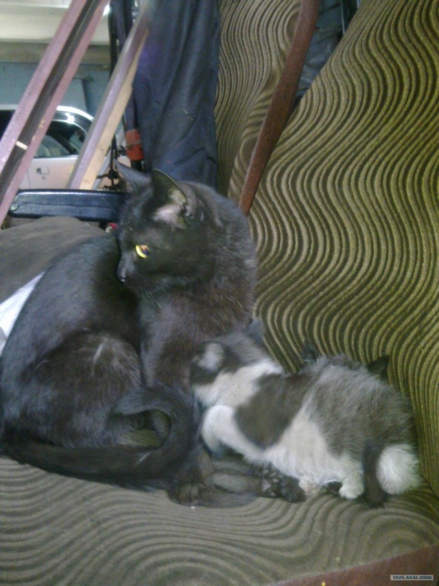 Котовторник так котовторник!