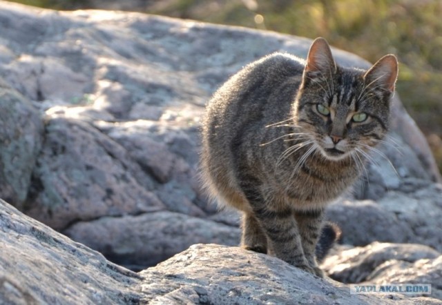 Котовторник! 08.11.11