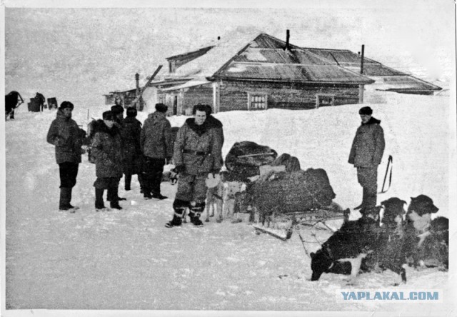 Самоеды