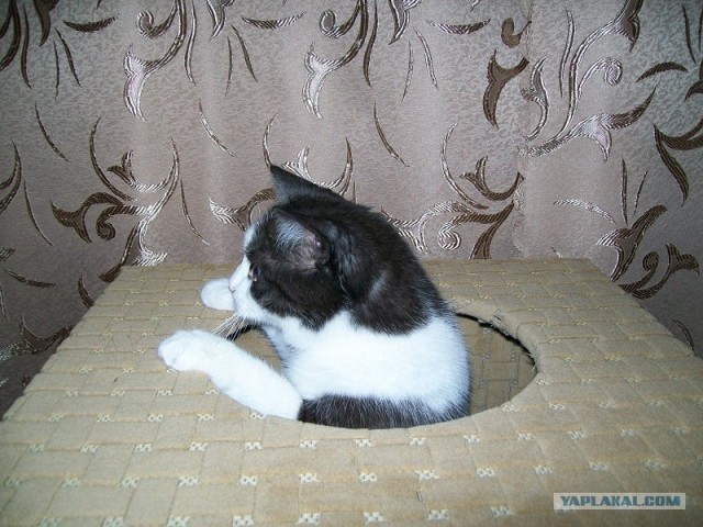 Кошкин дом.
